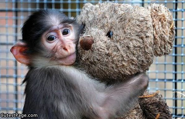 cute monkey and his teddy