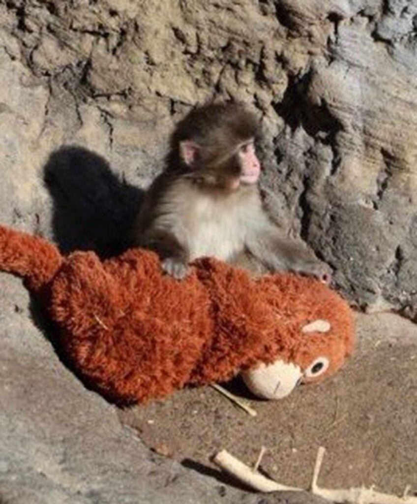 orphaned monkey punch kun 021826 2 a03d63fc7ff74691a37b447be1c35a9b